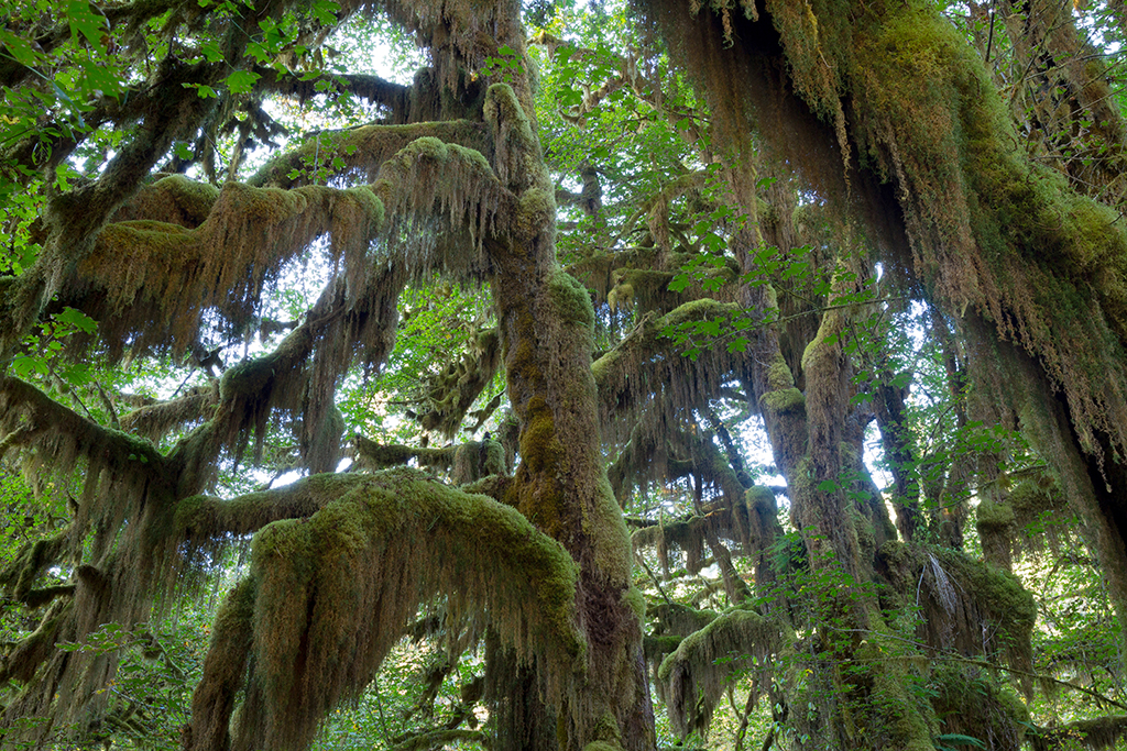 09-22 - 10.jpg - Olympic National Park, WA